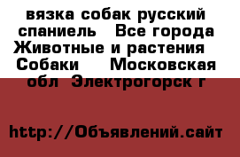 вязка собак русский спаниель - Все города Животные и растения » Собаки   . Московская обл.,Электрогорск г.